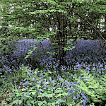 Bluebells