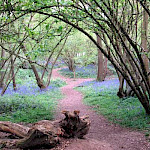 Bluebells