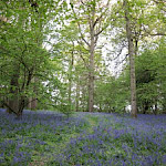 Bluebells