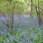 Bluebells