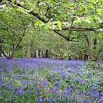 Bluebells