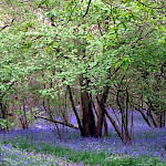 Bluebells