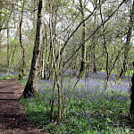 Bluebell woods