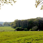Berkshire countryside with lambs in field