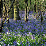 Bluebells in wood