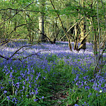 Bluebells in wood