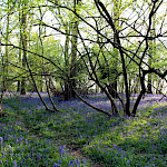 Bluebells in wood