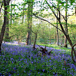 Bluebells in wood